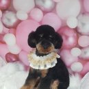 해피애견 미용실 이미지