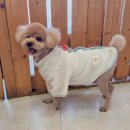 러블리 독 이미지