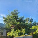 소나무어린이집 이미지