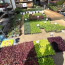 자양꽃직매장 이미지