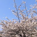 호수공원 사거리 남동 일원 | 2026 인천대공원 벚꽃 축제, 4월4일 오후4시 실시간 후기