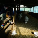 양은목장 이미지