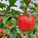 별빛아리수 이미지