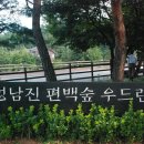 정남진 편백