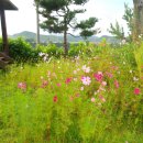 삼시세끼 믿반찬-고추장을 담다 이미지