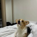 뽀야네딩가댕가 이미지