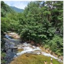 계곡과소나무 캠핑장 이미지