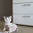 고양이무마취미용 냥지곤지 이미지