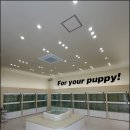 퍼피 라이프 이미지