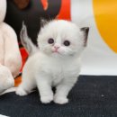 미유펫 강아지분양고양이분양 김포점 이미지