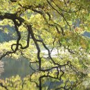 반곡저수지 이미지