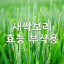 새싹선원