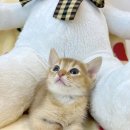 요셉동물병원 이미지