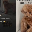 테나시아