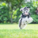 애견시선 이미지