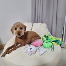 바스멍 | 강아지 분리불안 노즈워크 장난감 추천 멍대삼촌