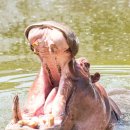 하마 농장 이미지