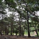 솔숲유원지 이미지