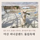 [아기랑 아산] 봄나들이 🌷 아산 피나클랜드 튤립축제 후기 / 카페 드 피나클 / 주차, 수유실 등 정보