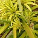 아나나스 이미지