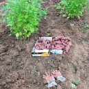 광성 농장 이미지