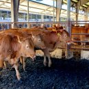 한우사육축사 이미지