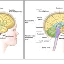 MOTOR SPACE | Superficial siderosis 표재성 철침착증