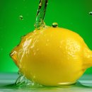 더 뷰티 독 이미지