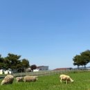 해뜰목장 이미지