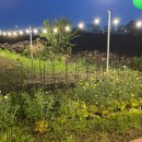 솔라티펜션 이미지