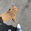 슈가민