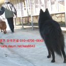 세계명견 감곡켄넬 이미지