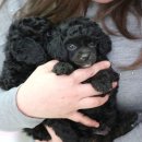 꼬마애견샵 이미지