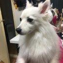 웨그앤코(WAG&CO) | [성수,쇼핑몰] WAG&amp;CO 강아지 목걸이