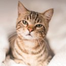 고양이랑 이미지