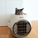 피스켄넬 | 고양이 이동장 더블도어형 켄넬 후기