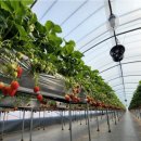 자매 농장 이미지