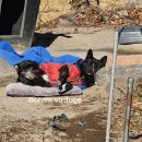 송가네 짬뽕 이미지