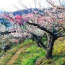 섬진농원 이미지