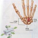 관절-척추 병원 갈 일 없다 이미지