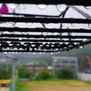 무안세발낙지 이미지