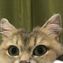 얌얌 이미지