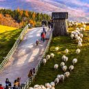 자유목장 이미지