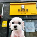 부티크멍 애견미용실 이미지