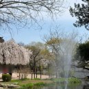 강원도립화목원 | 춘천강원도립화목원 | 춘천 겹벚꽃 • 벚꽃 • 튤립 명소 | 춘천데이트코스추천