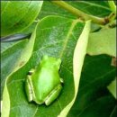 청개구리 이미지