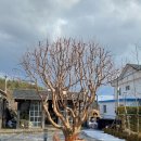 도문자작 이미지