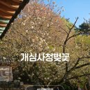 청 | 서산 개심사 청벚꽃 겹벚꽃 실시간 후기