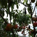 용우농장 이미지