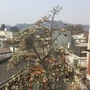 코리아탕 이미지